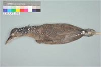 藏品(黑冠麻鷺)的圖片